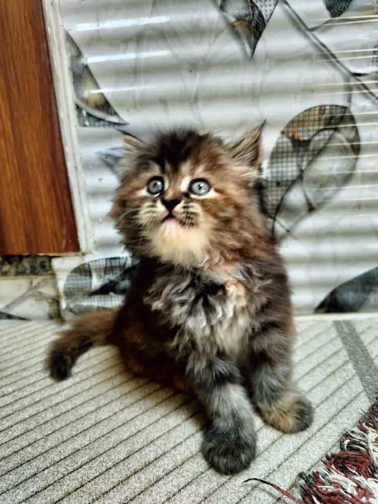 Persian For Sale In Bareilly