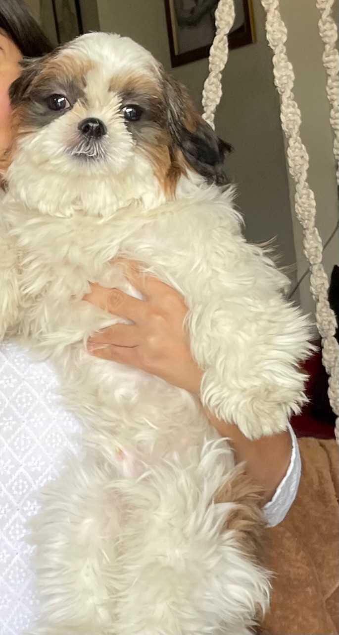 Shih Tzu For Adoption In Ghaziabad