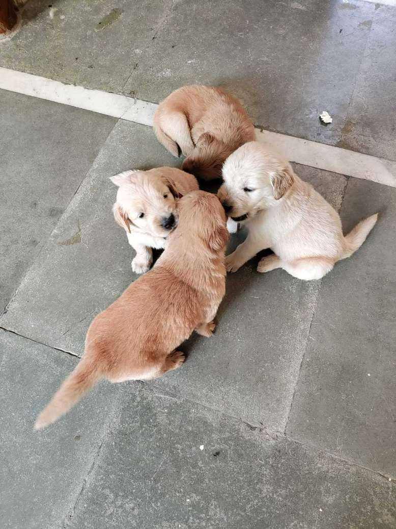 Golden Retriever For Sale In Ludhiana