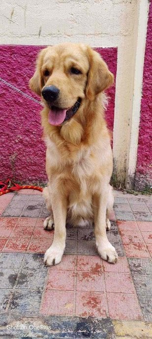 Golden Retriever Dogs For Mating In Hyderabad