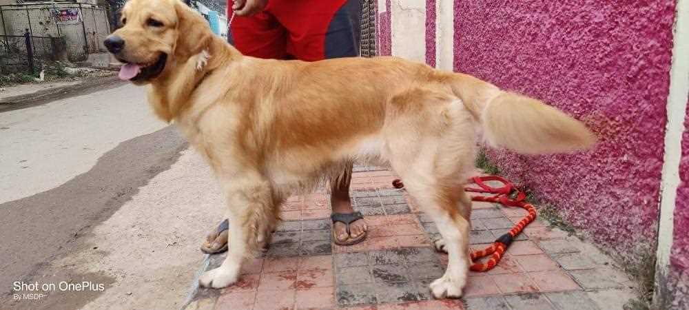 Golden Retriever Dogs For Mating In Hyderabad