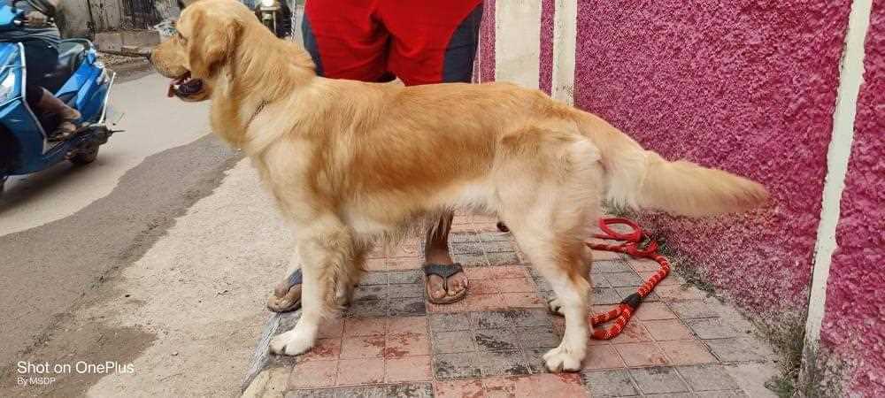 Golden Retriever Dogs For Mating In Hyderabad