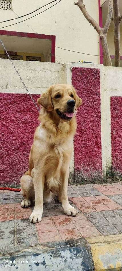 Golden Retriever Dogs For Mating In Hyderabad