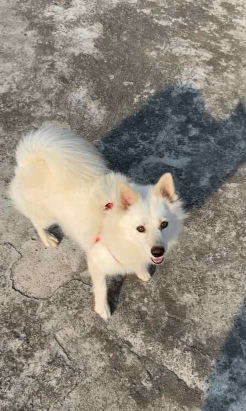Indian Spitz Dogs For Mating In Warangal