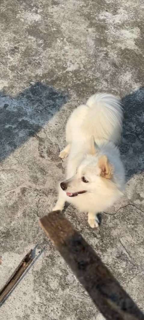 Indian Spitz Dogs For Mating In Warangal