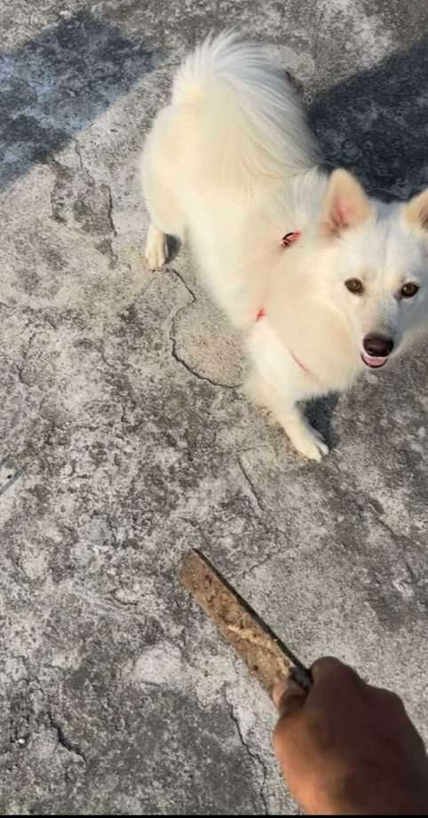 Indian Spitz Dogs For Mating In Warangal