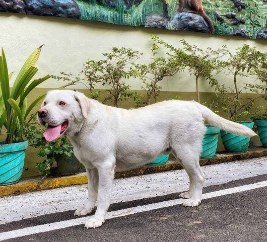 Labrador Retriever Dogs For Mating In Dindigul