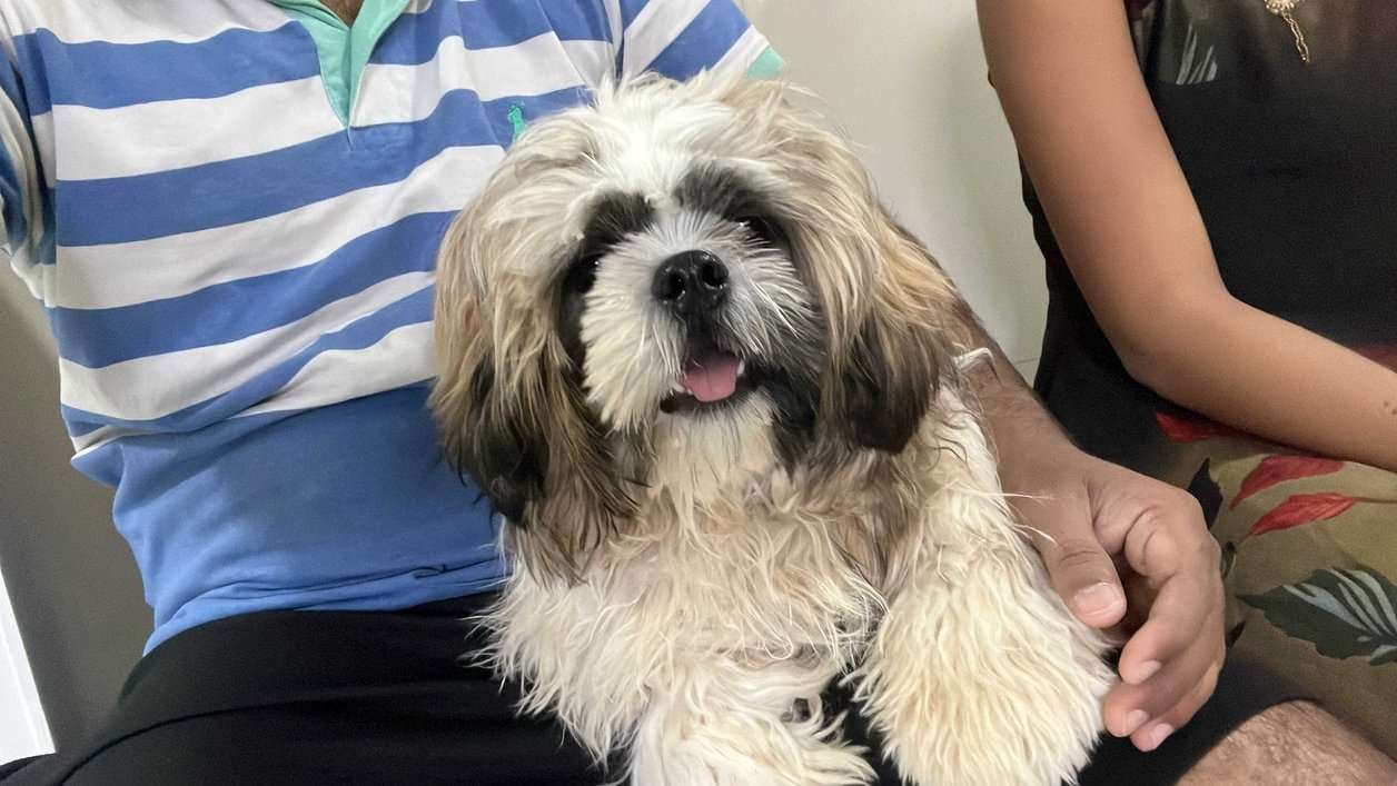Shih Tzu Dogs For Mating In Bangalore