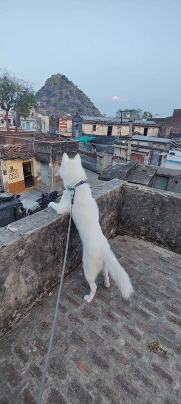 Siberian Husky Dogs For Mating In Mumbai