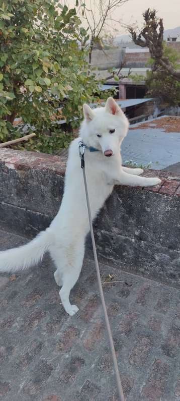 Siberian Husky Dogs For Mating In Mumbai