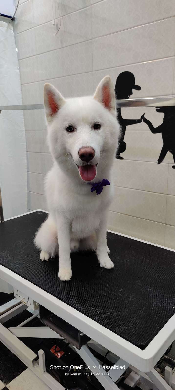 Siberian Husky Dogs For Mating In Mumbai