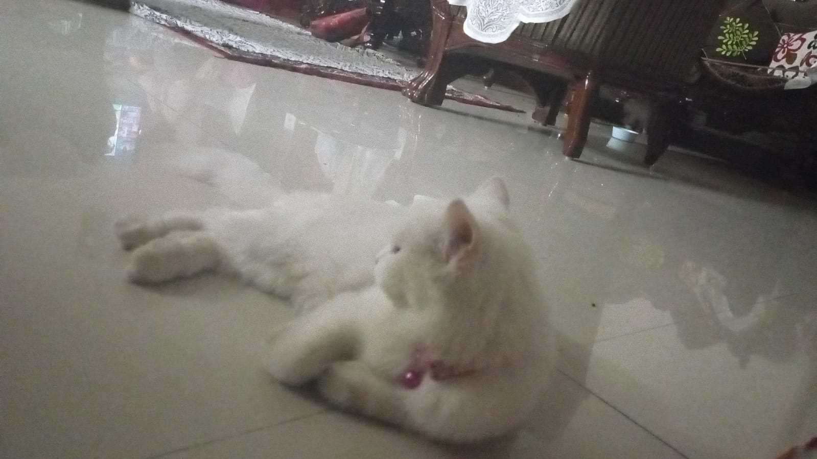 Persian Dogs For Mating In Hyderabad