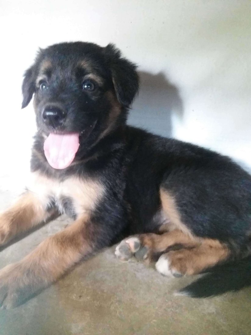 German Shepherd For Sale In Tirunelveli