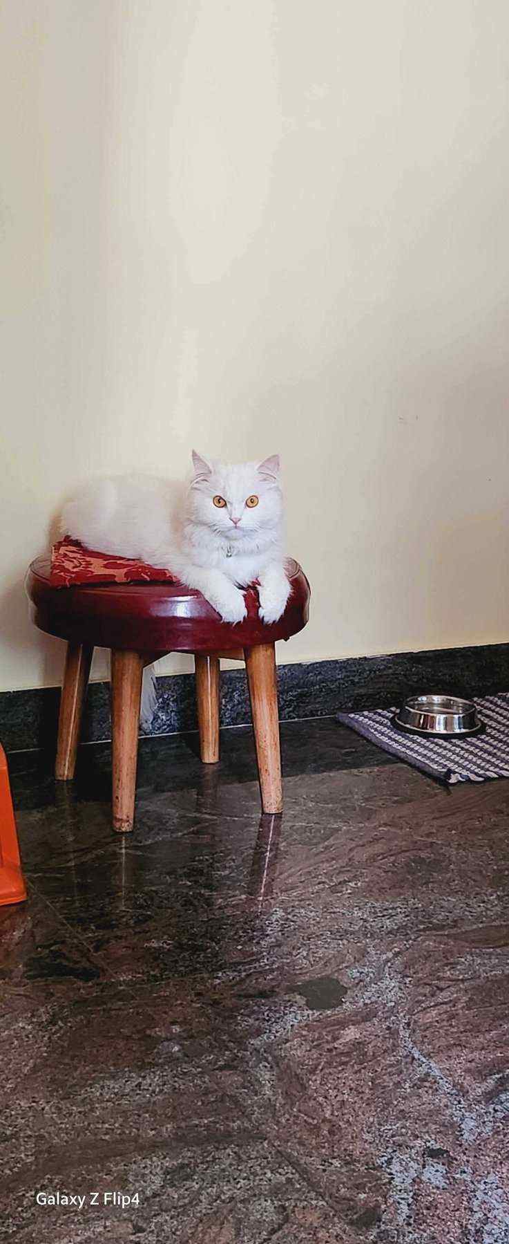 Persian Dogs For Mating In Bangalore