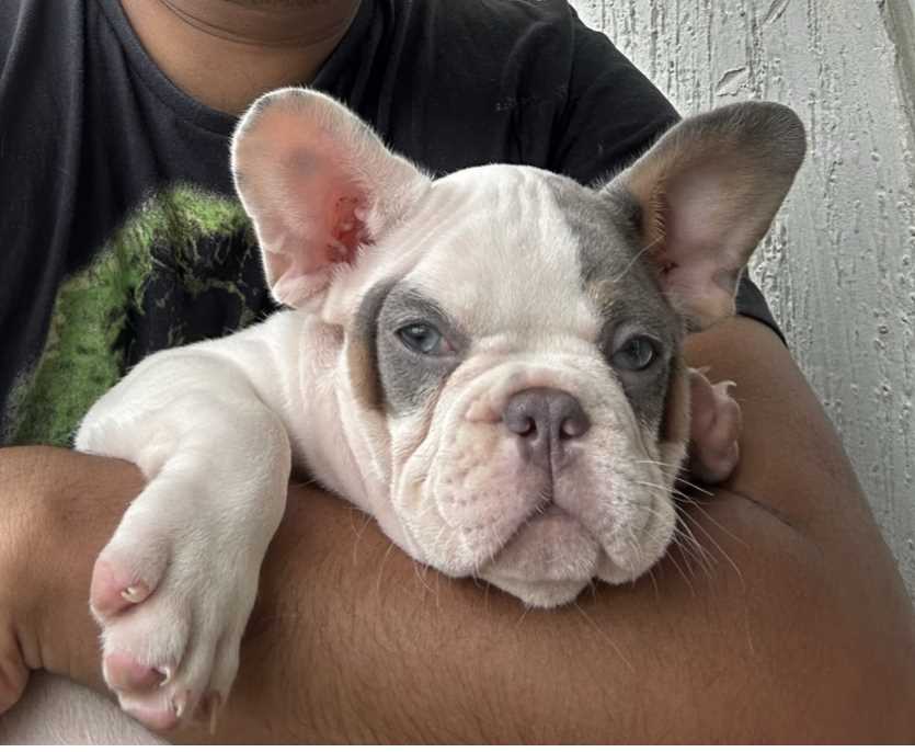 French Bulldog For Sale In Bangalore