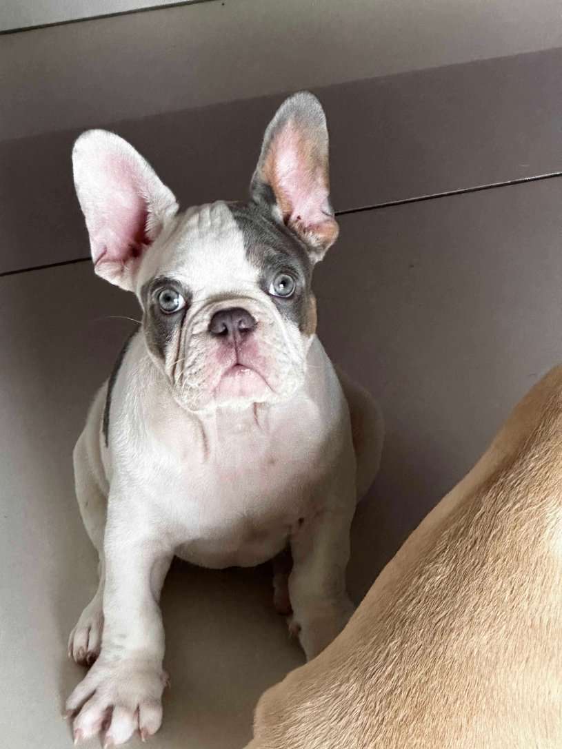 French Bulldog For Sale In Bangalore