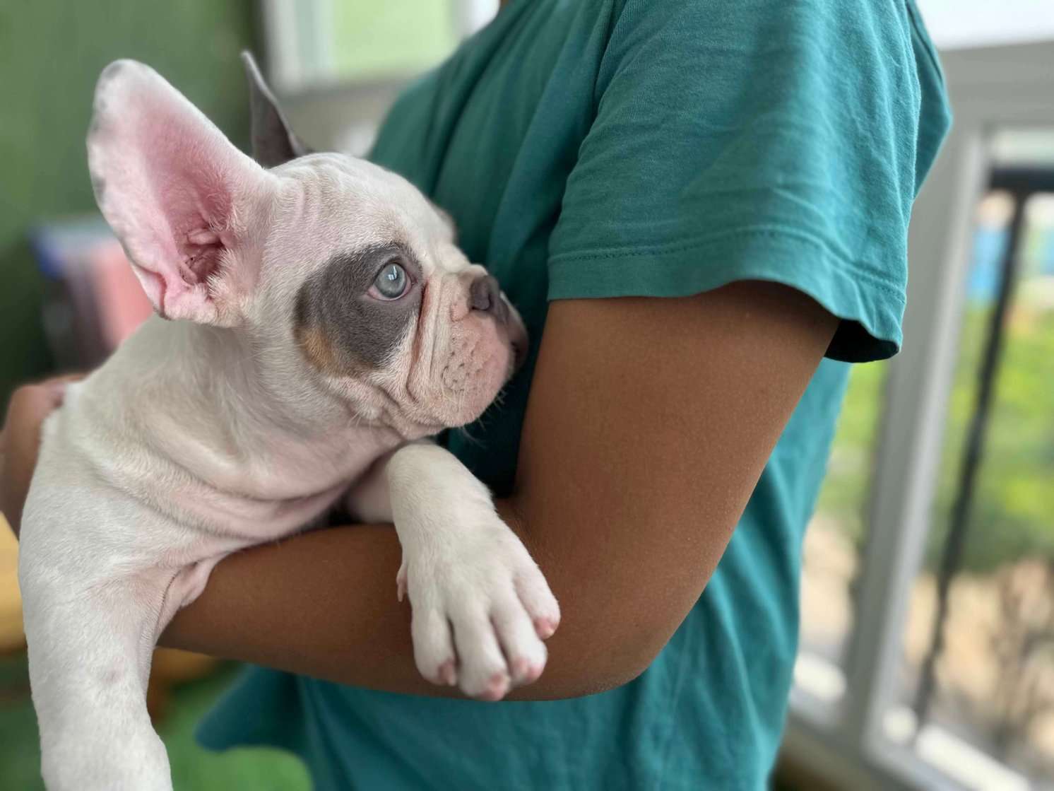 French Bulldog For Sale In Bangalore