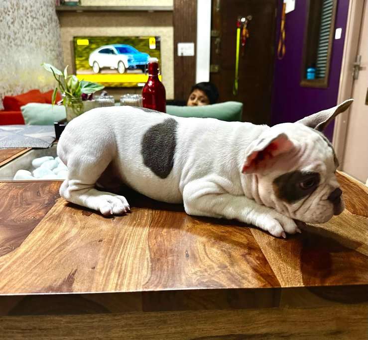 French Bulldog For Sale In Bangalore