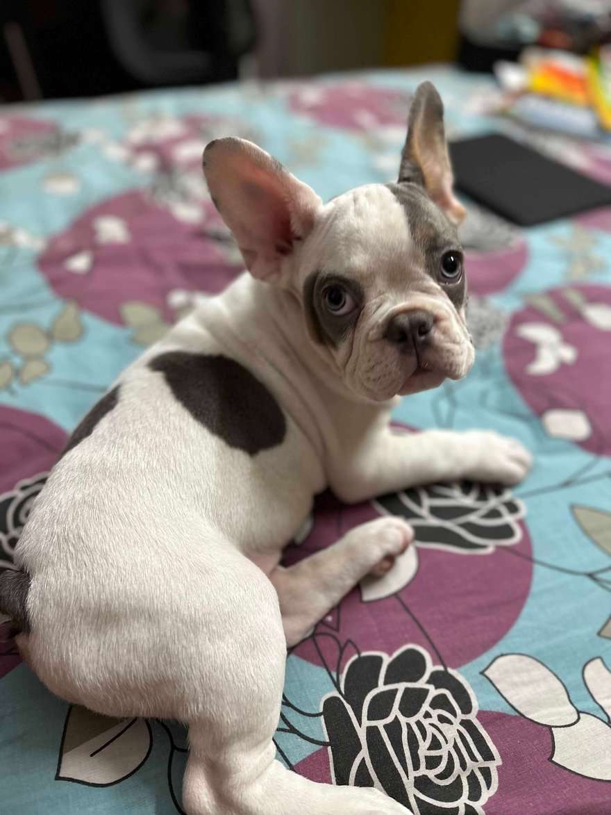 French Bulldog For Sale In Bangalore