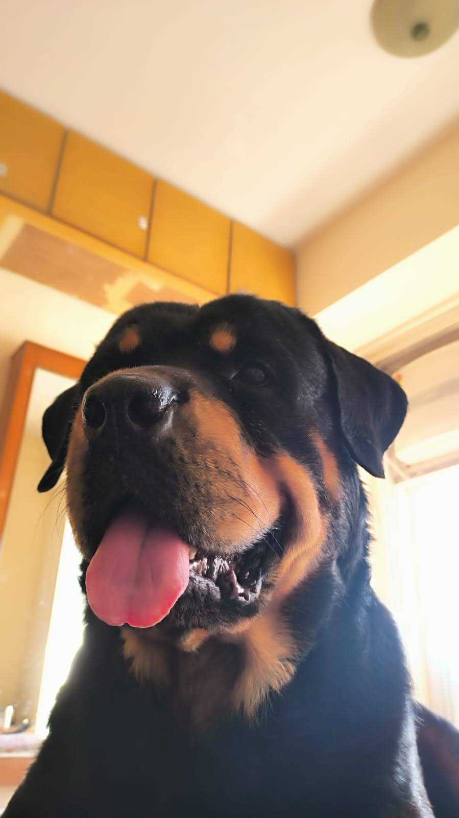 Rottweiler Dogs For Mating In Mumbai
