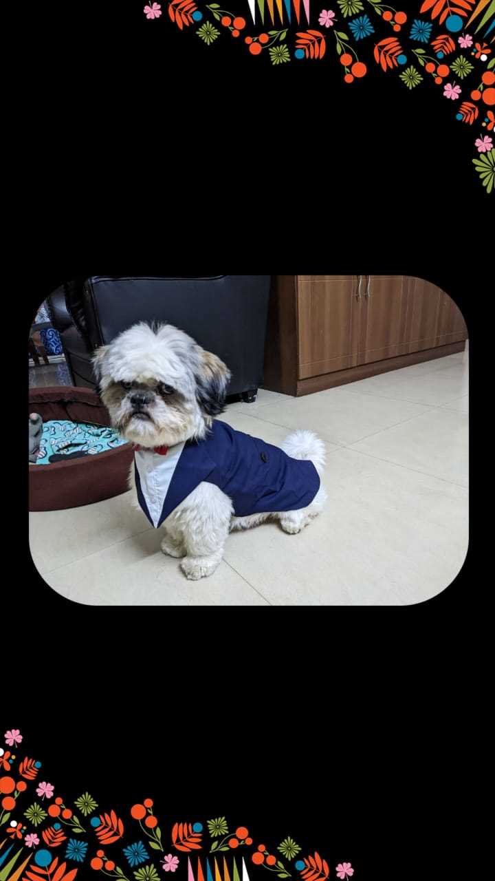 Shih Tzu Dogs For Mating In Bangalore