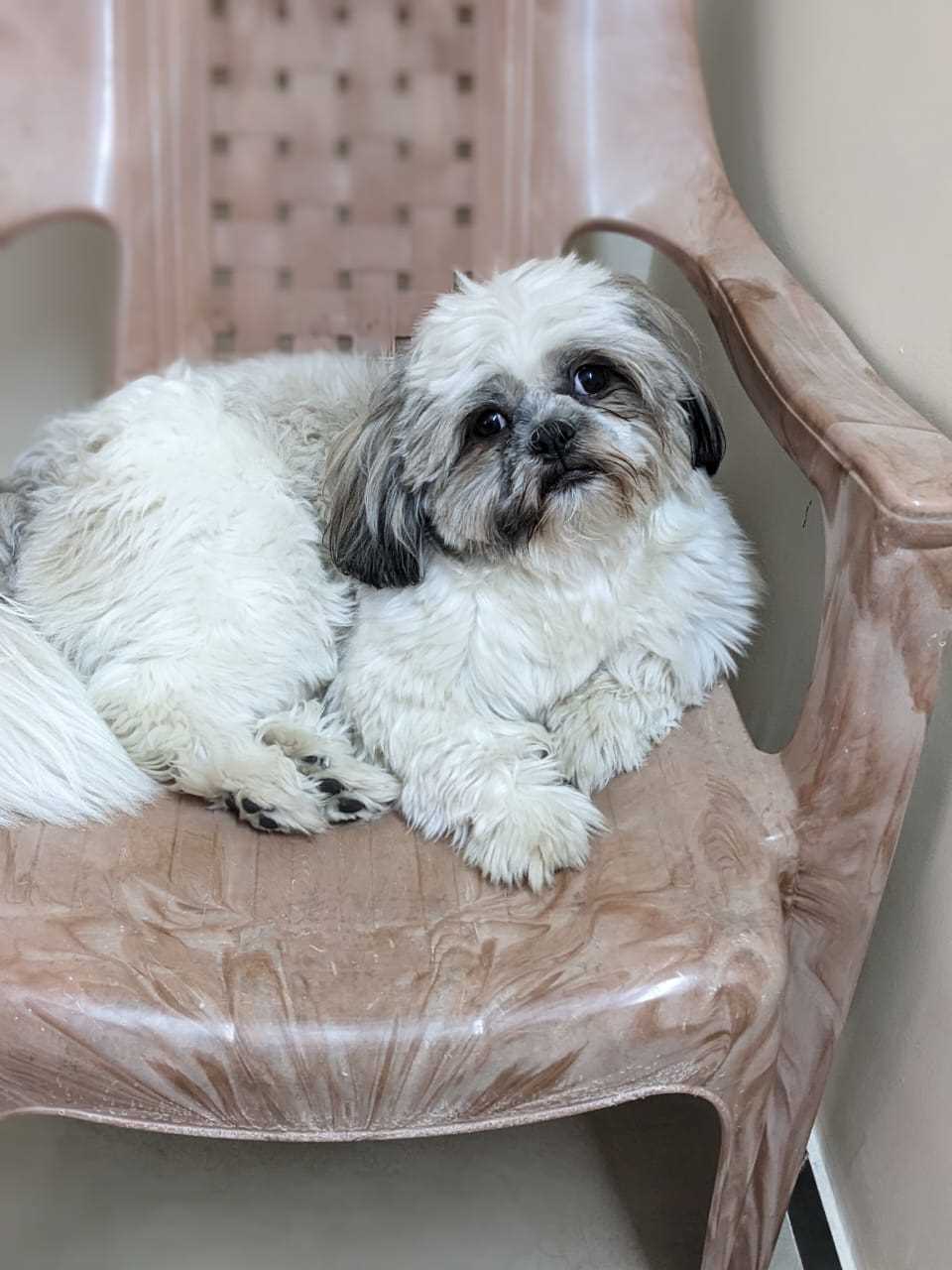 Shih Tzu Dogs For Mating In Bangalore