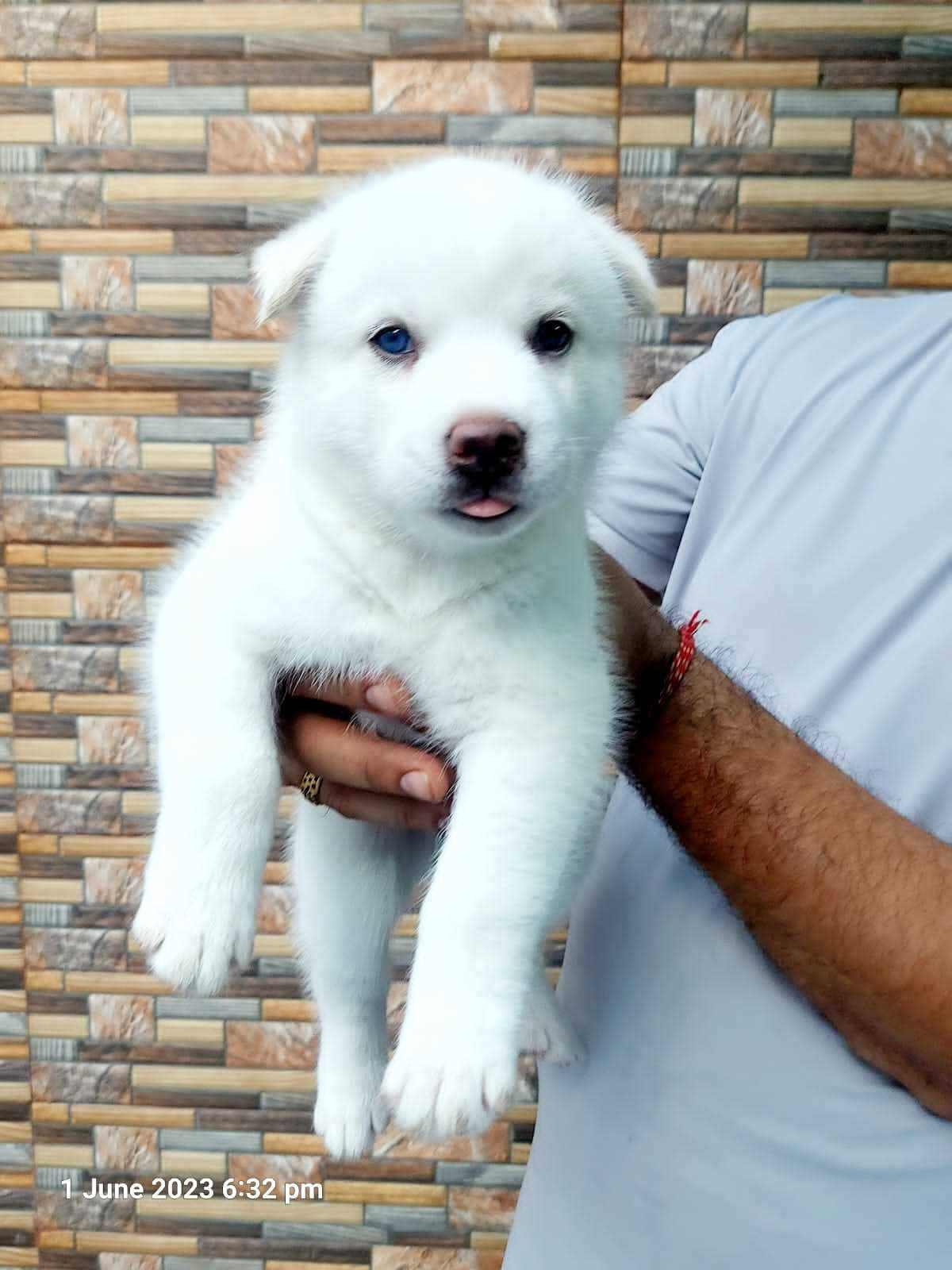 Siberian Husky For Sale In Nawanshahr