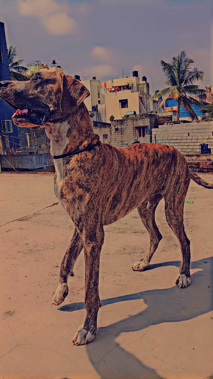 Great Dane Dogs For Mating In Bangalore