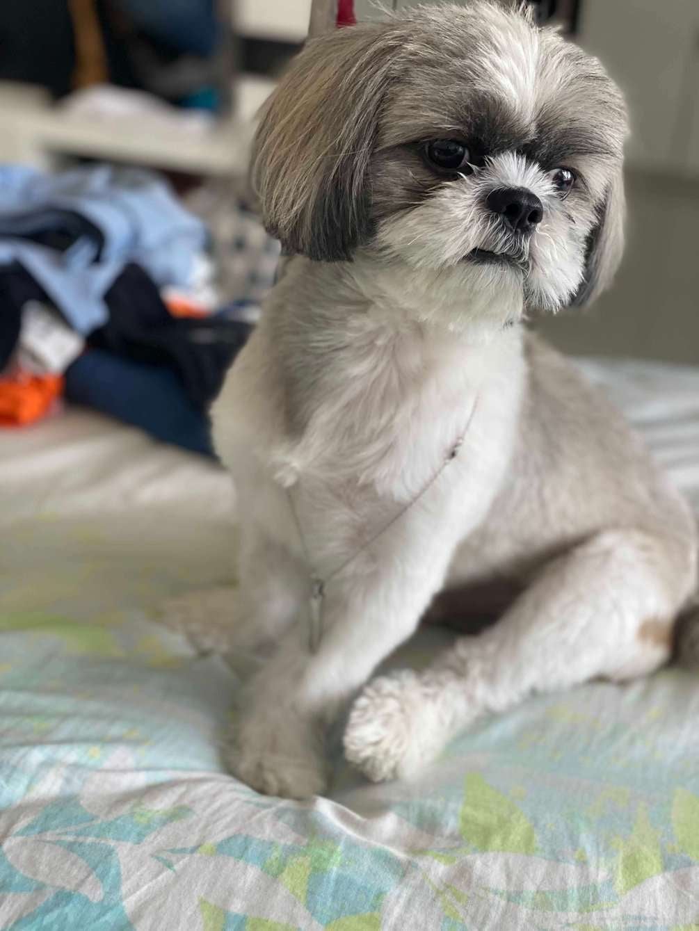 Shih Tzu Dogs For Mating In Surat