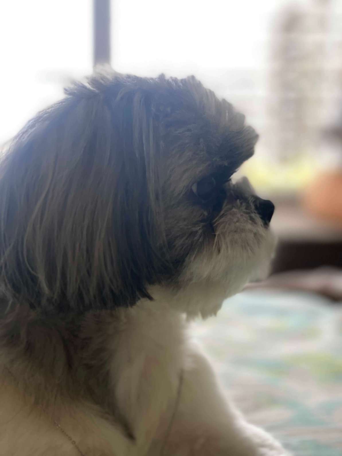 Shih Tzu Dogs For Mating In Surat