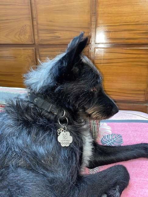 Australian Terrier Dogs For Mating In Delhi