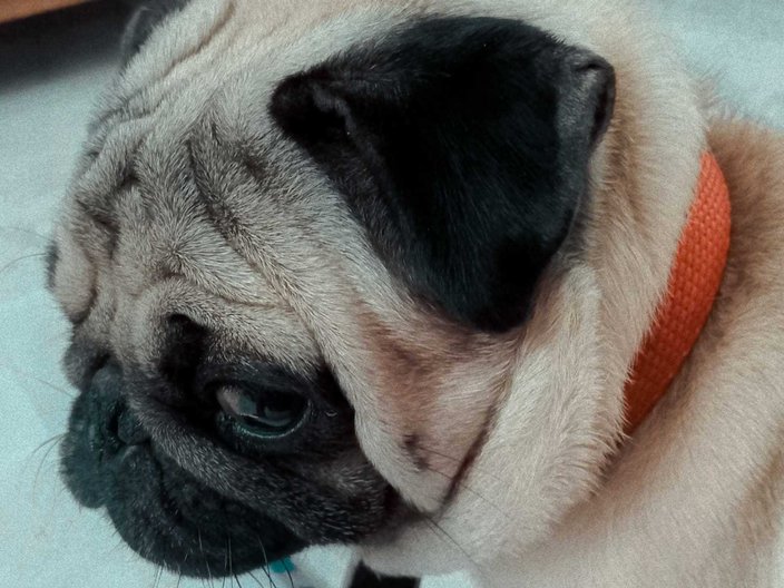 Pug Dogs For Mating In Bangalore