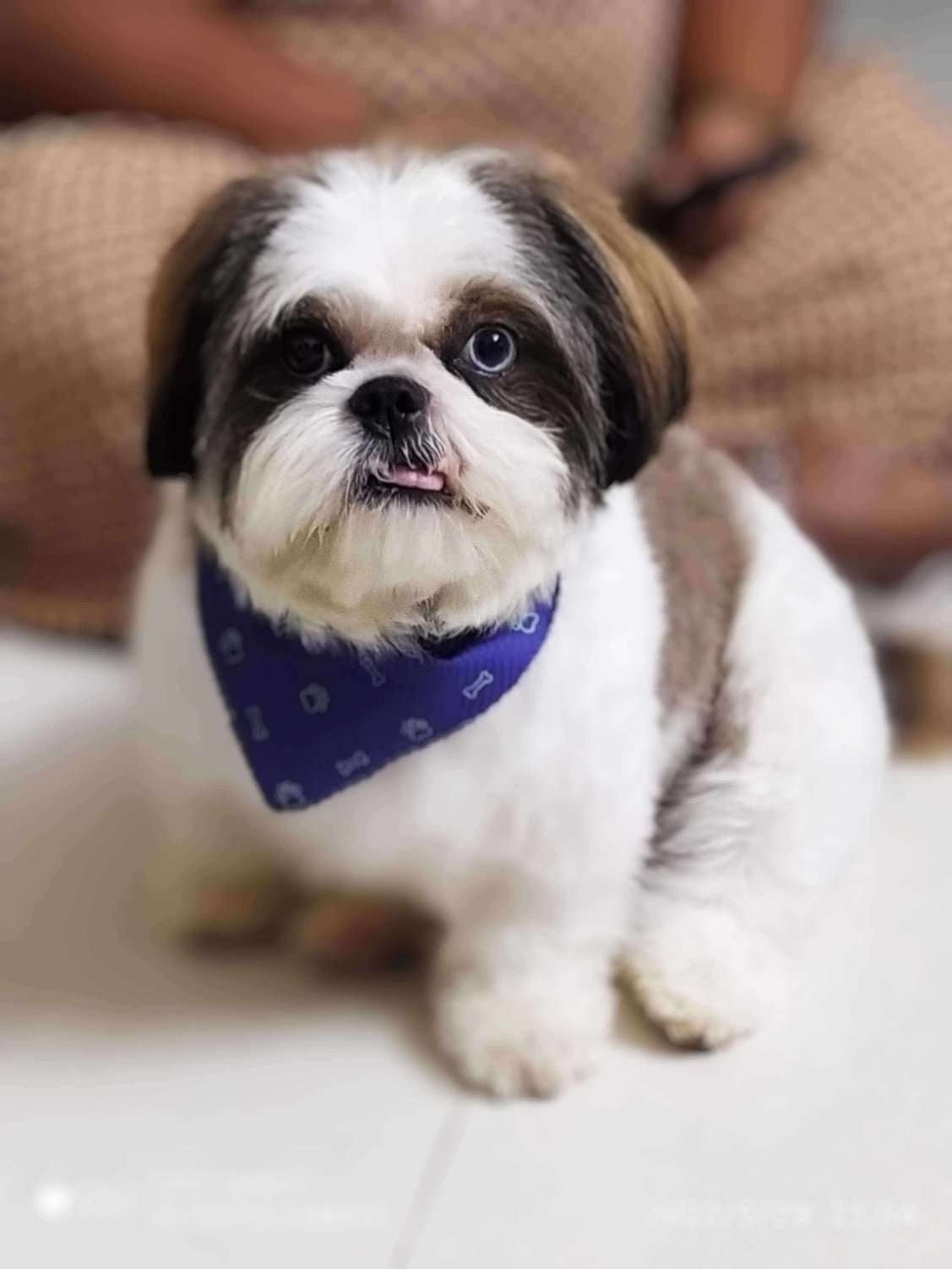 Shih Tzu Dogs For Mating In Bangalore
