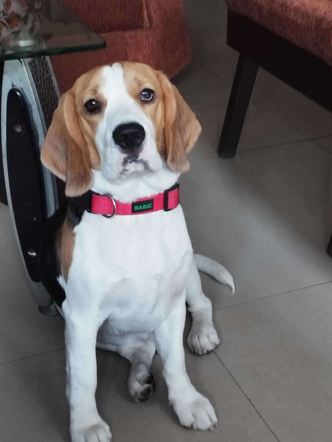 Beagle Dogs For Mating In Noida