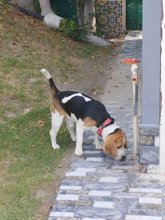 Beagle Dogs For Mating In Noida