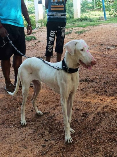Rajapalayam Dogs For Mating In Chennai