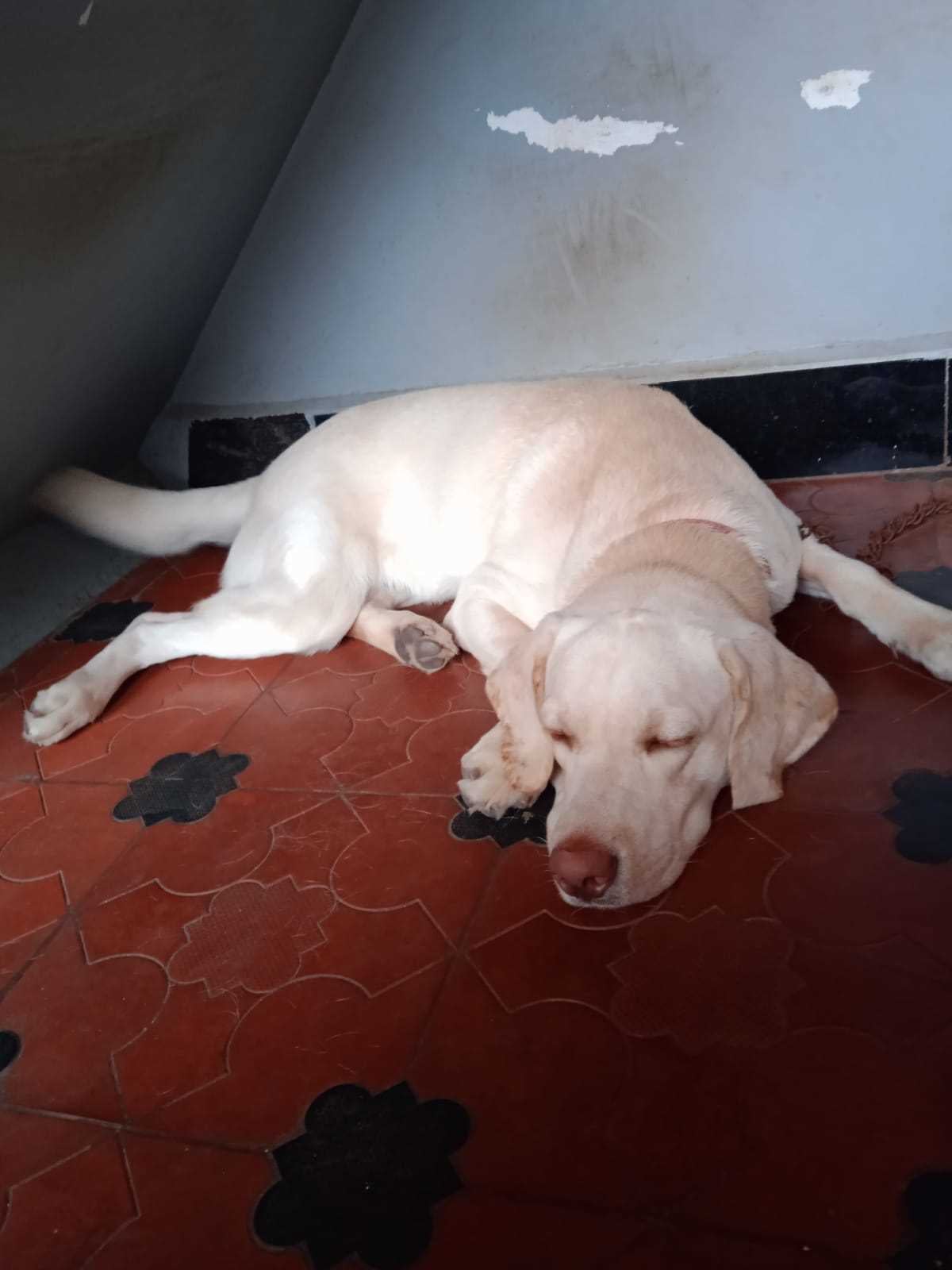Labrador Retriever Dogs For Mating In Coimbatore