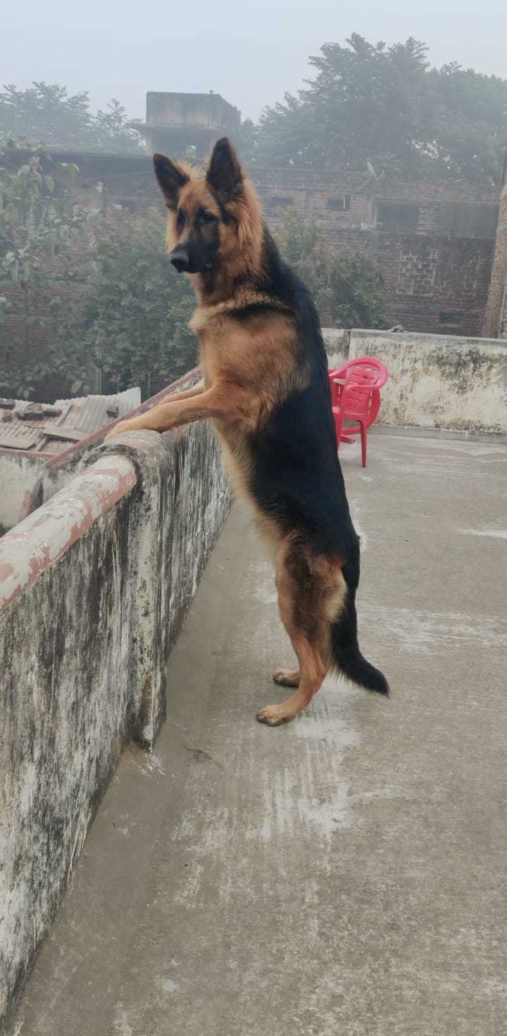 German Shepherd Dogs For Mating In Patna
