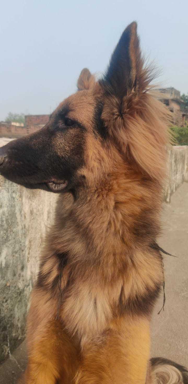 German Shepherd Dogs For Mating In Patna