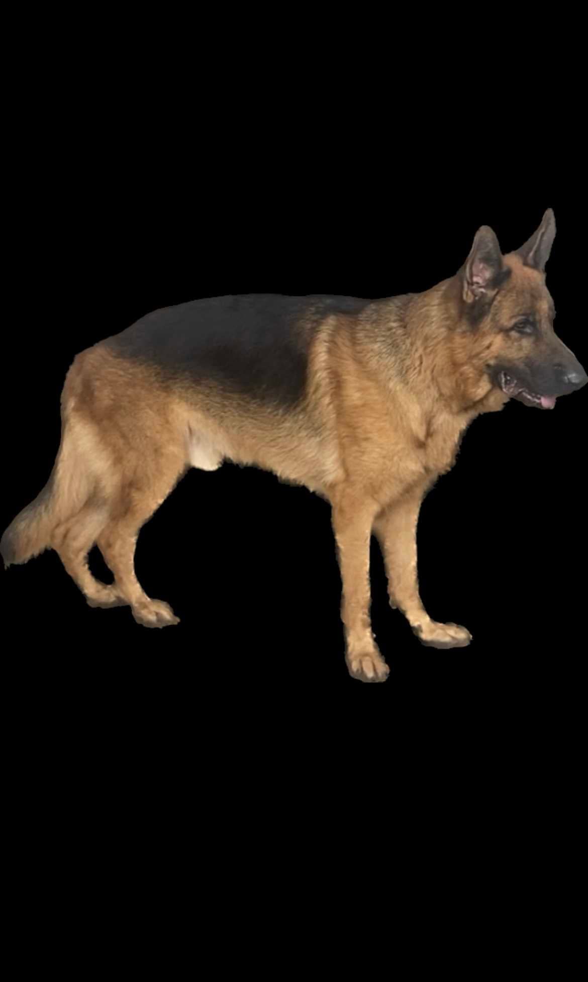German Shepherd Dogs For Mating In Pune