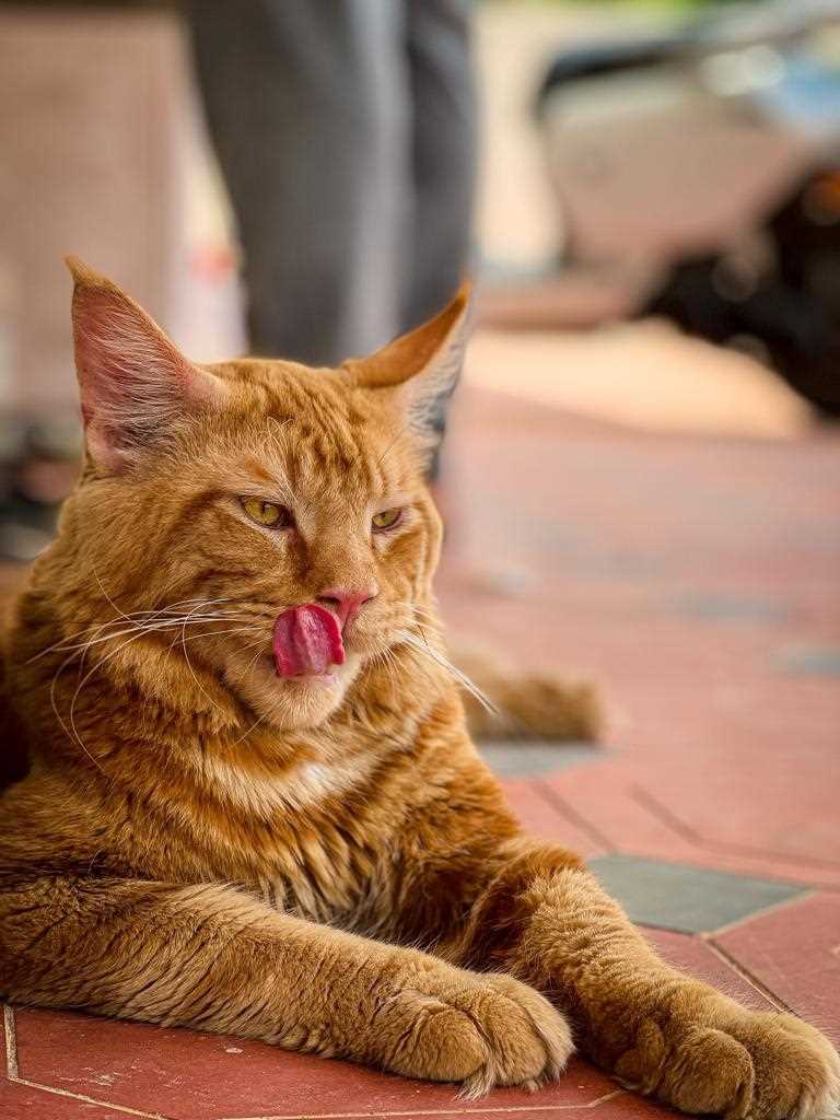 Maine Coon Dogs For Mating In Bangalore