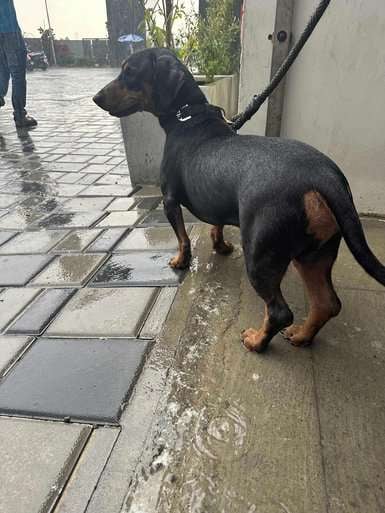 Dachshund Dogs For Mating In Chennai