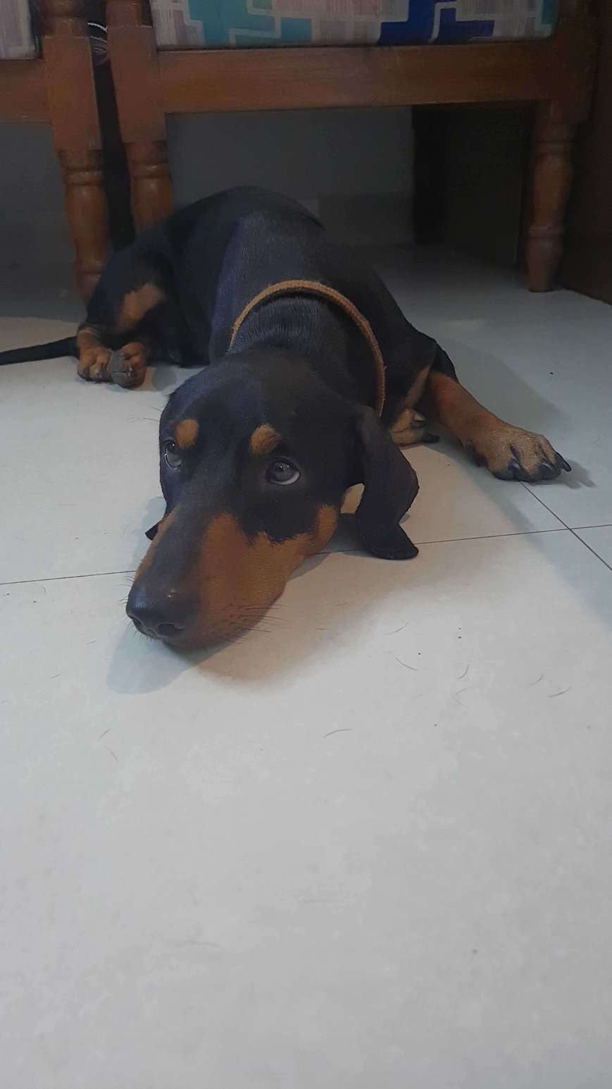 Dachshund Dogs For Mating In Chennai