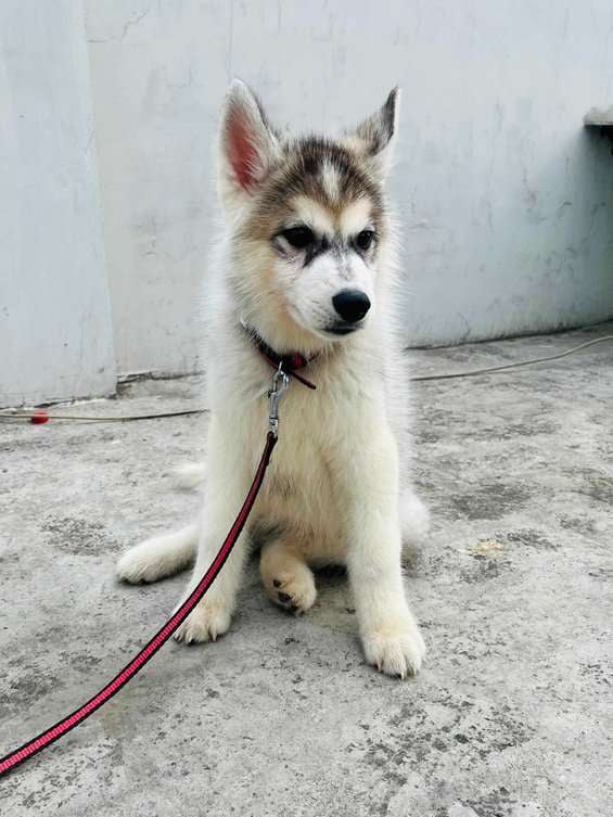 Siberian Husky Dogs For Mating In Rohtak