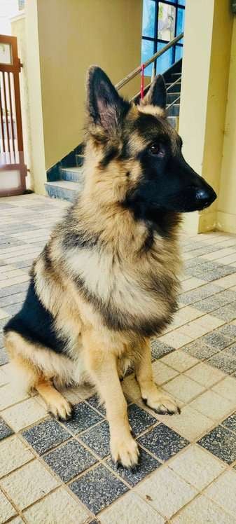 German Shepherd Dogs For Mating In Hyderabad