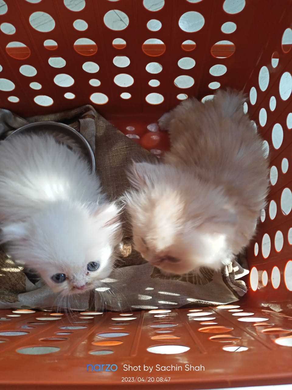 Persian For Sale In Valsad