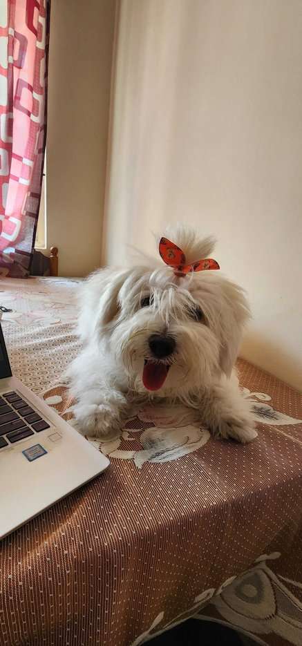 Lhasa Apso For Sale In Chennai