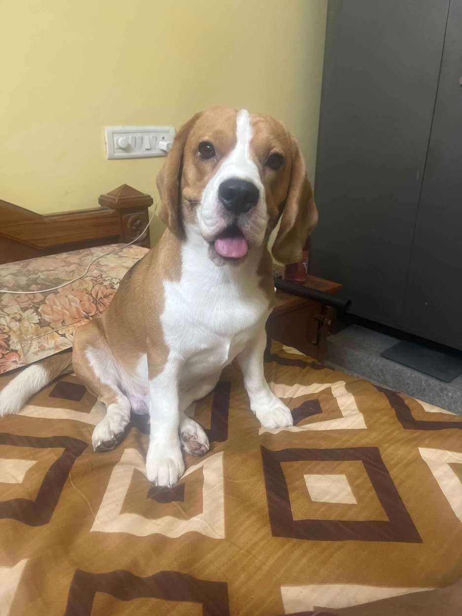 Beagle Dogs For Mating In Tirupati