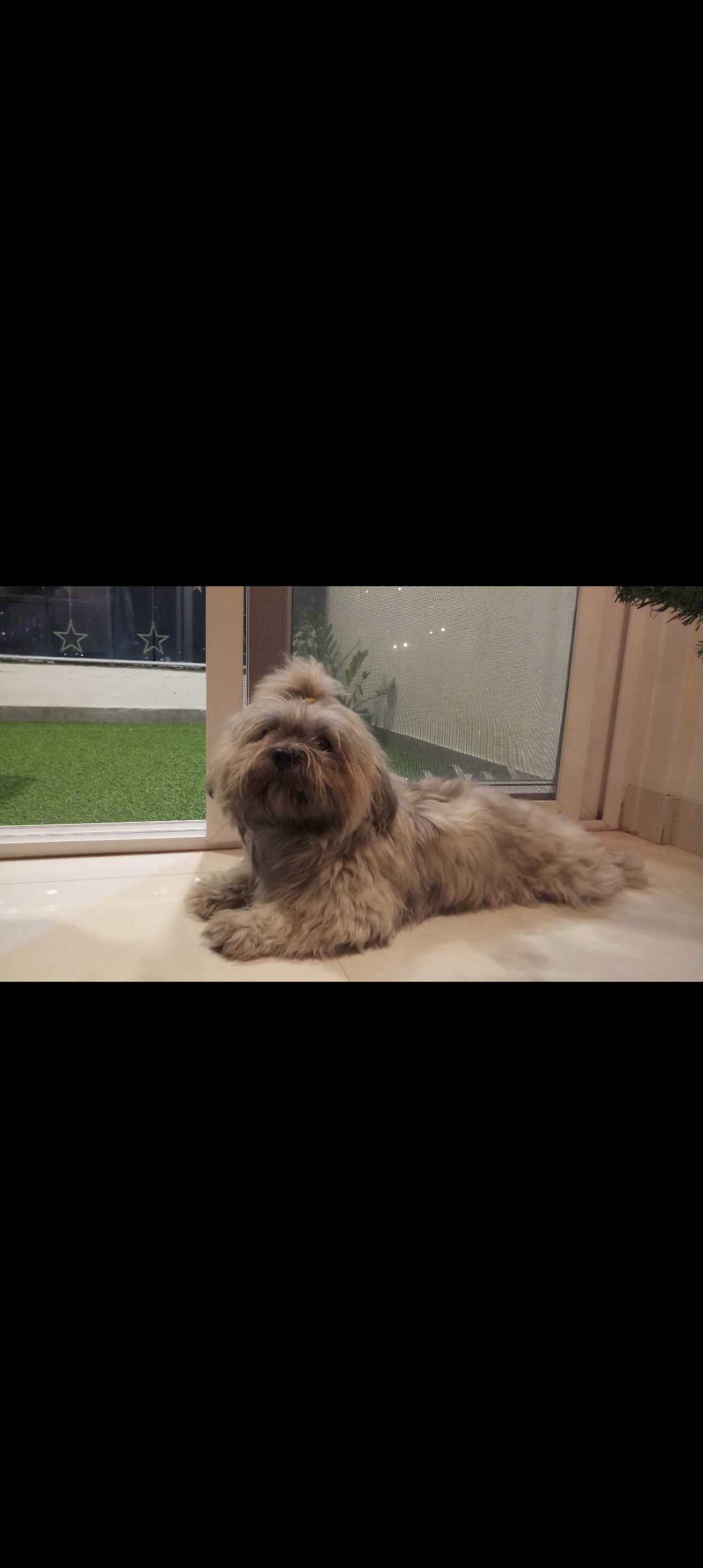 Lhasa Apso Dogs For Mating In Pune