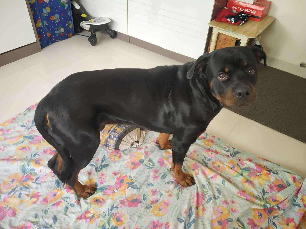 Rottweiler Dogs For Mating In Pune